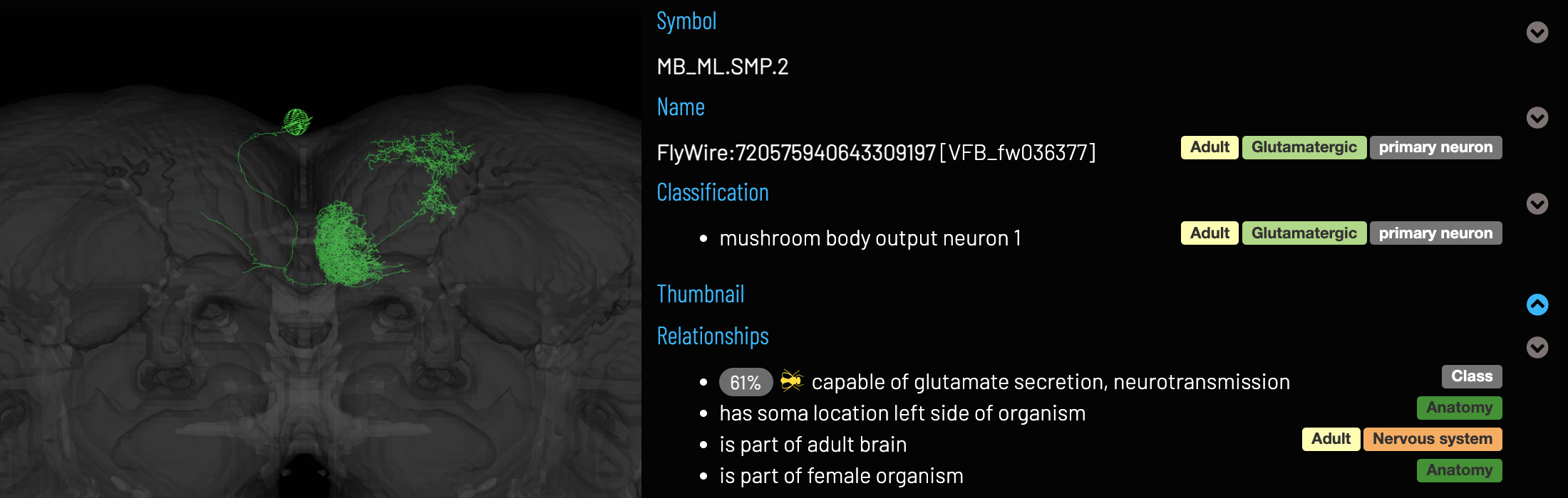 A FlyWire MBON01 neuron